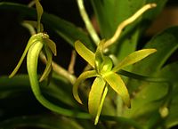 Angraecum ferkoanum