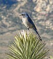 Red Rock Canyon, southern Nevada