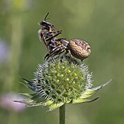 Xysticus cristatus (Common crab spider) female with prey Carniolan honey bee (Apis melifera carnica)