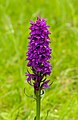 "Gevlekte_orchis_(Dactylorhiza_maculata)._Locatie._Nationaal_Park_Lauwersmeer_02.jpg" by User:Famberhorst