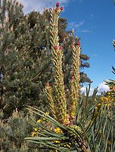 New female cones in spring