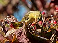 Image 92Scarlet tanager eating a berry in Green-Wood Cemetery