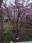 Viburnum x bodnantense