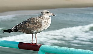 Western Gull immature, Manhattan Beach, California (1494313201).jpg