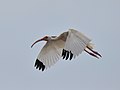 White Ibis (Eudocimus albus) in flight