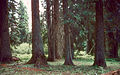 Old-growth forest, Union County, Oregon