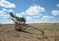 Gobi desert