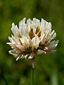 inflorescence