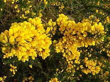 Whin or Gorse.JPG