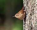 Image 72Winter wren in Prospect Park