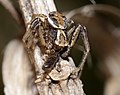 Braune Krabbenspinne - Xysticus cristatus, Männchen, am Bruchgraben in den Kirschgartshäuser Schlägen