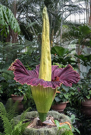 Corpse flower