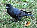 Corvus macrorhynchos (cat.)