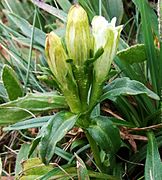 Gentiana frigida