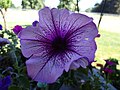 Petunia Flower Main category: purple flowers