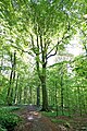 Riis Skov Forest during bear's garlic blossom, Aarhus May 2019, Denmark