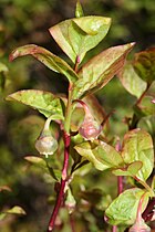 Vaccinium alaskaense