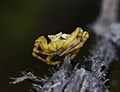 Krabbenspinne - Thomisus onustus, im Bürgerpark in Feudenheim