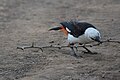 White-headed buffalo-weaver