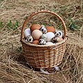 110 Eggs in basket 2020 G1 uploaded by George Chernilevsky, nominated by George Chernilevsky,  18,  0,  0