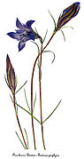 Gentiana autumnalis