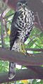 English: Little Sparrowhawk Accipiter minullus (cat.)