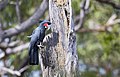 Cape York, Queensland, Australia