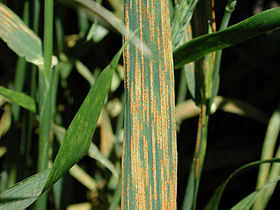 Stripe rust (Puccinia striiformis) on wheat.