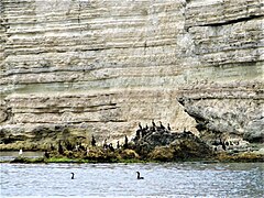 "Bird Bazaar" - a colony of great cormorants north of Velikiy Kastel (Büyük Qastel yılğası) bay, Tarkhankut Peninsula, AR Crimea.jpg