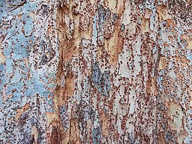Bark of Ulmus parvifolia