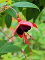 Fuchsia 'Lady Boothby'.