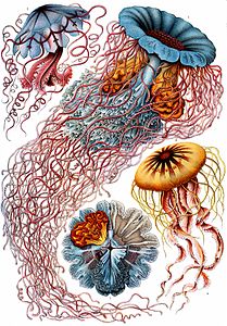 Haeckel Discomedusae 8