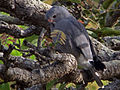 Kaupifalco monogrammicus (cat.)