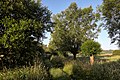 "Kopfweide" in Nature reserve Oberalsterniederung South of Schleswig-Holstein IX