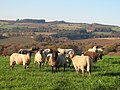 Moutons, Lann ar Marroù, nov 2018