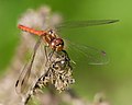 Gemeine Heidelibelle - Sympetrum vulgatum, Männchen, am See in Pfingstberg