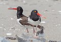 Image 108American oystercatcher family portrait on Fort Tilden beach