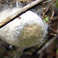 Cocoon of Bombyx mori