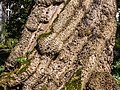 Stam van de trompetboom (Catalpa bignonioides) (detail)