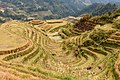 34 Longsheng Rice Terraces November 2017 014 uploaded by King of Hearts, nominated by King of Hearts,  15,  0,  0