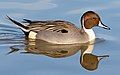 12 Male northern pintail at Llano Seco uploaded by Frank Schulenburg, nominated by Frank Schulenburg,  18,  0,  0