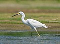 Image 31Snowy egret in Jamaica Bay Wildlife Refuge