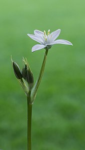 "Vogelmelk_(Ornithogalum)._d.j.b_02.jpg" by User:Famberhorst