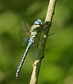 Südliche Mosaikjungfer - Aeshna affinis, Männchen, am Bruchgraben in den Kirschgartshäuser Schlägen