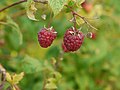 Rubus idaeus