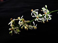 Azadirachta indica, Neem.jpg