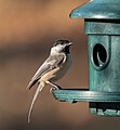 Image 95Black-capped chickadee at a feeder in Green-Wood Cemetery