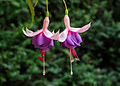 Fuchsia 'Cymon'.