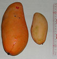 Large mango compared to a common one.