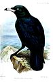 Corvus woodfordi (cat.)